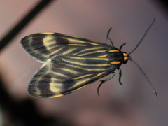 Eucereon costulata