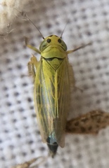 Cicadula