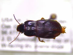 Harpalus ventralis