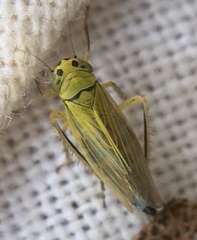 Cicadula