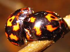 Paropsides soriculata