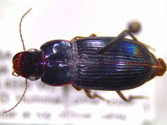 Selenophorus opalinus