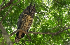 Stygian Owl photo 2