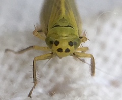 Cicadula