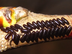 Paropsides soriculata