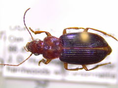 Trichotichnus vulpeculus