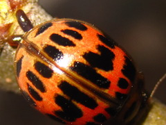 Paropsides soriculata