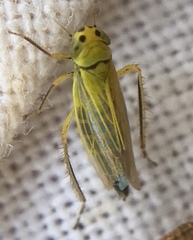 Cicadula