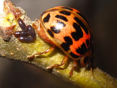 Paropsides soriculata