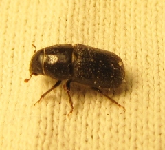 Dendroctonus terebrans