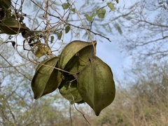 Gonolobus sororius