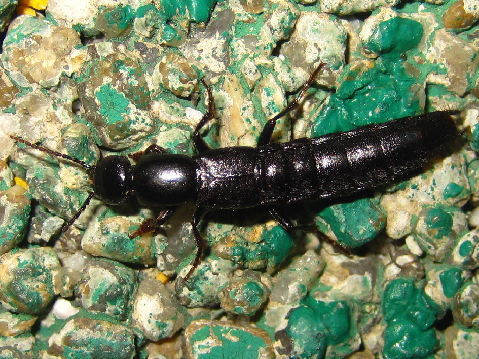 Tasgius praetorius
