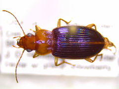 Trichotichnus vulpeculus