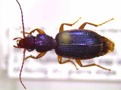 Cymindis pilosa