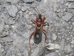 Rasahus thoracicus