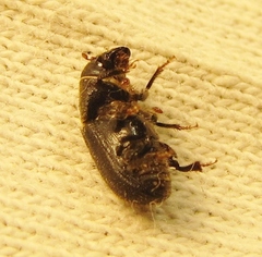 Dendroctonus terebrans