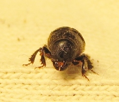 Dendroctonus terebrans