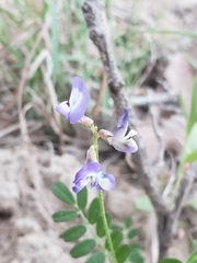 Astragalus nuttallianus