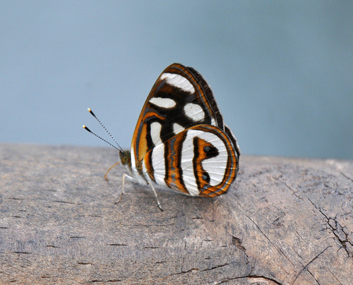 Ninfa Verdosa