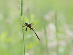 Somatochlora hineana
