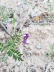 Astragalus nuttallianus
