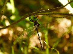 Somatochlora hineana