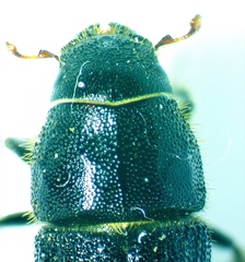 Dendroctonus terebrans