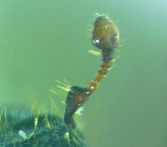 Dendroctonus terebrans