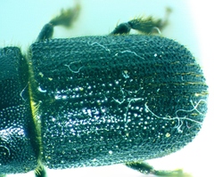 Dendroctonus terebrans