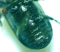 Dendroctonus terebrans