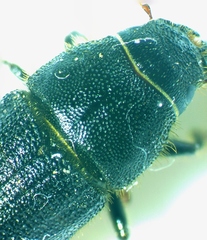 Dendroctonus terebrans