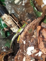 Damasippus