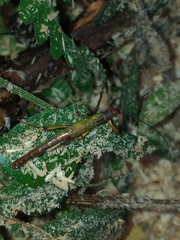 Damasippus