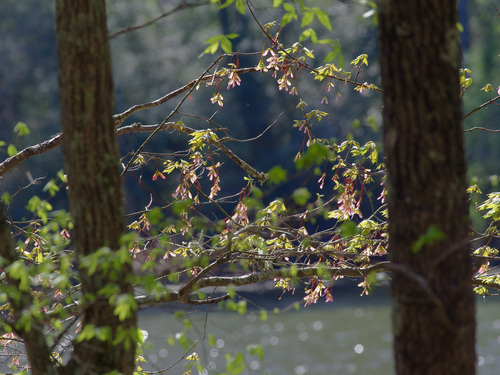 Red maple (Acer rubrum)