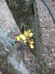 Trichocentrum ascendens