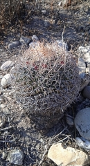 Mammillaria mystax