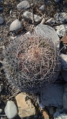 Mammillaria mystax