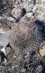 Mammillaria mystax