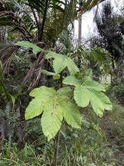Cecropia schreberiana