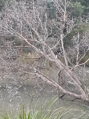 Microcarbo melanoleucos