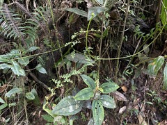 Odontosoria aculeata