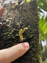 Microgramma piloselloides