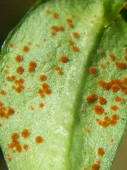 Puccinia aucta
