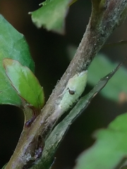 Siphanta acuta