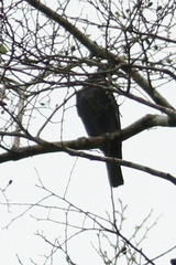 Gymnoderus foetidus