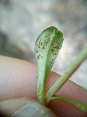 Puccinia aucta