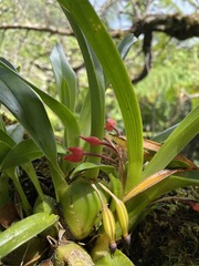 Maxillaria coccinea