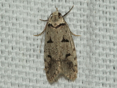 Scatochresis episema