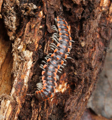 Euryurus carolinensis