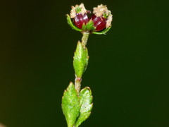Gonocarpus aggregatus